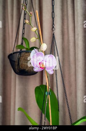 Hängetopf für Orchideen gegen mit Blume nah oben Stockfoto