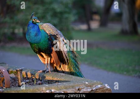 Ein blauer Pfau auf einem Steinvorsprung in einem Park Stockfoto