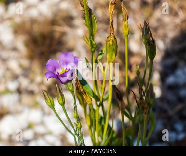 Nahaufnahme der violetten Blumen im Garten. Stockfoto