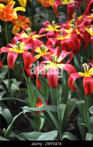 Rote und gelbe Tulpen mit Lilienblüten (Tulipa) Istanbul blühen im April in einem Garten Stockfoto
