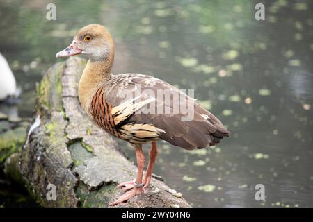 Das Gesicht und der Vorderhals der gefiederten Pfeifente sind hell, die Krone und der Hinterhals blassbraun und die braunen Federn des oberen Rückens sind umrandet Stockfoto