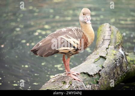 Das Gesicht und der Vorderhals der gefiederten Pfeifente sind hell, die Krone und der Hinterhals blassbraun und die braunen Federn des oberen Rückens sind umrandet Stockfoto