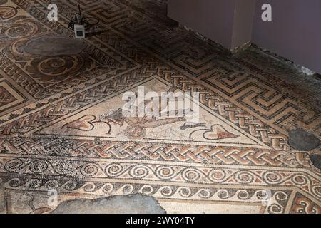 Das TriClinium (Speisesaal) im westlichen Bereich der Chedworth Roman Villa. Der Mosaikboden zeigt Mythen, die mit Bacchus, dem Gott des Weines, verbunden sind. UK Stockfoto