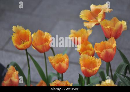 Im April blühen in einem Garten Orangen gesäumte Tulpen (Tulipa) Lambada Stockfoto