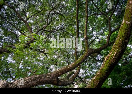 Baldachin von Trembesi (Samanea saman), der Regenbaum, Affenschotenbaum. Stockfoto