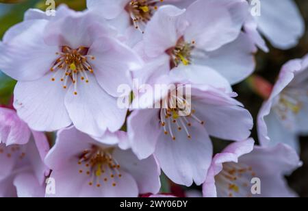 Wismar, Deutschland. April 2024. Blühende japanische Zierkirschen in einer Straße im Bürgerpark. Die Kirschblüte ist eines der wichtigsten Symbole der japanischen Kultur und steht für Schönheit, Neuanfang und Vergänglichkeit. Das Frühjahrswetter in Norddeutschland ist sonnig und stürmisch. Quelle: Jens Büttner/dpa/Alamy Live News Stockfoto