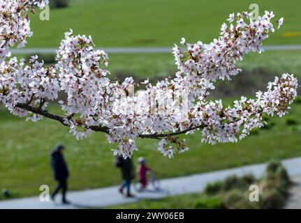 Wismar, Deutschland. April 2024. Blühende japanische Zierkirschen im Bürgerpark. Die Kirschblüte ist eines der wichtigsten Symbole der japanischen Kultur und steht für Schönheit, Neuanfang und Vergänglichkeit. Das Frühjahrswetter in Norddeutschland ist sonnig und stürmisch. Quelle: Jens Büttner/dpa/Alamy Live News Stockfoto