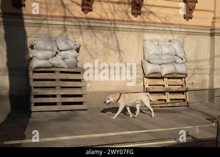 Ein Hund kommt am 14. März 2022 an einem Gebäude mit Fenstern vorbei, das Befestigungsanlagen in Lemberg, Ukraine hat. Stockfoto