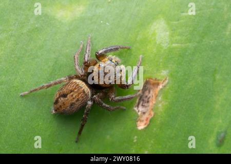 Makroaufnahme eines braunen Hasarius adansoni, allgemein bekannt als Adanson's Jumping Spider, auf einer grünen Blattoberfläche. Stockfoto