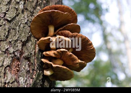 Genießbarer Winterpilz Flammulina velutipes. Pilz-Polypore Stockfoto