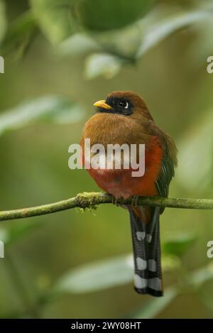 Maskiertes Trogon-Weibchen (Trogon personatus assimilis) auf einem Zweig im Tandayapa-Tal, Ecuador, Südamerika – Stockfoto Stockfoto