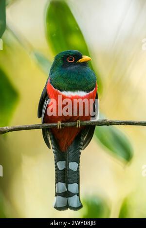 Maskierter Trogon (Trogon personatus assimilis) auf einem Zweig im Tandayapa-Tal, Ecuador, Südamerika – Stockfoto Stockfoto