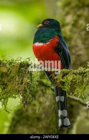 Maskierter Trogon (Trogon personatus assimilis) auf einem Zweig im Tandayapa-Tal, Ecuador, Südamerika – Stockfoto Stockfoto