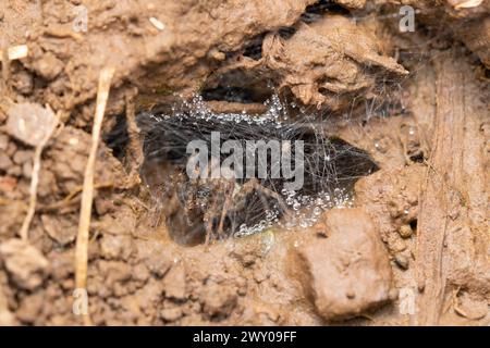 Die Spinnen wohnen in ihrem seidenen Trichternetz, das mit Tautropfen verziert ist. Stockfoto