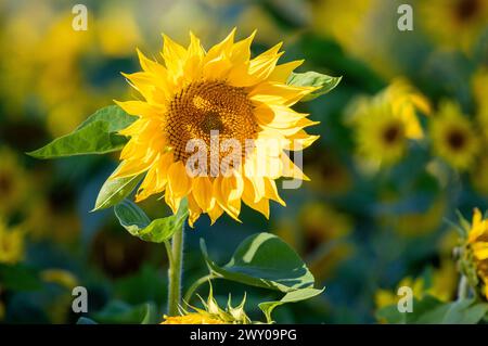 Am Nachmittag blühen auf einem Feld leuchtende Sonnenblumen Stockfoto