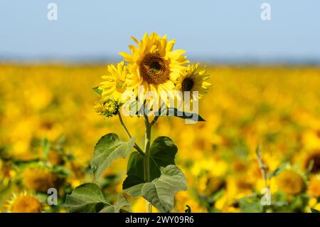 Blühende Sonnenblumen vor blauem Himmel Stockfoto