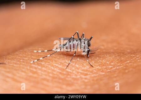 Eine weibliche Anopheles-Mücke hat sich während der Fütterung an der menschlichen Haut angesammelt. Stockfoto