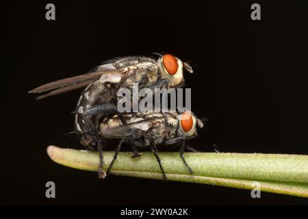 Ein Paar Sarcophaga bercaea Fliegen, die sich auf einem Pflanzenstamm paaren. Stockfoto