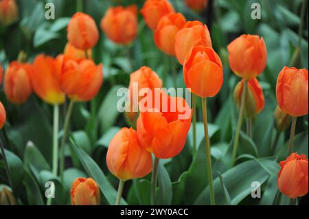 Orange Triumph Tulpen (Tulipa) Lightning Sun blüht im April in einem Garten Stockfoto