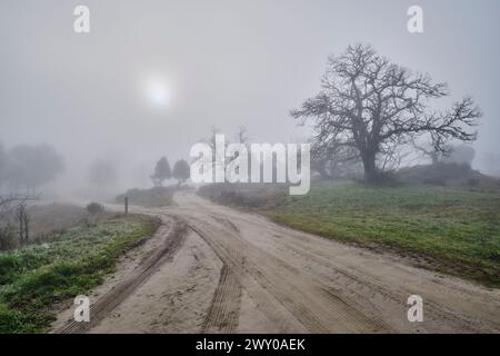 Kastanienbäume im Nebel. Vila ChÃ da Braciosa, Miranda do Douro. Trás-os-Montes, Portugal Stockfoto