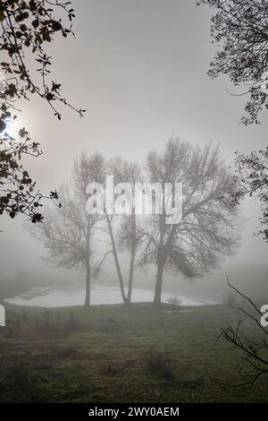 Eichen im Nebel. Vila ChÃ da Braciosa, Miranda do Douro. Trás-os-Montes, Portugal Stockfoto