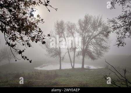 Eichen im Nebel. Vila ChÃ da Braciosa, Miranda do Douro. Trás-os-Montes, Portugal Stockfoto