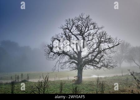 Kastanienbaum im Nebel. Vila ChÃ da Braciosa, Miranda do Douro. Trás-os-Montes, Portugal Stockfoto