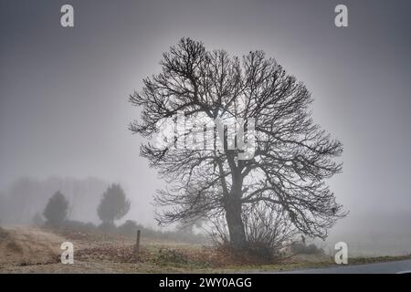 Kastanienbaum im Nebel. Vila ChÃ da Braciosa, Miranda do Douro. Trás-os-Montes, Portugal Stockfoto