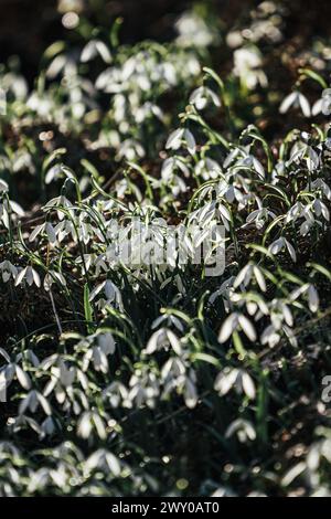 Winzige Blüten mit grünem Laub, die aus schneebedecktem Boden auftauchen Stockfoto