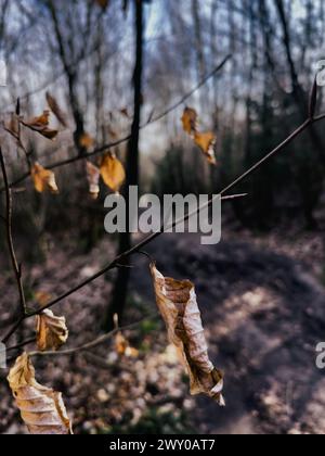 Trockene Blätter, die auf Ästen eines Waldweges ruhen Stockfoto