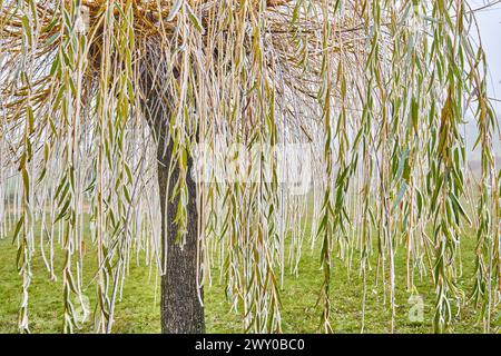 Milchweide im Winter. Constantim, Miranda do Douro. Trás-os-Montes, Portugal Stockfoto