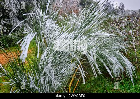 Eis und Frost bedecken einen Sträucher. Ifanes, Miranda do Douro. Trás-os-Montes, Portugal Stockfoto