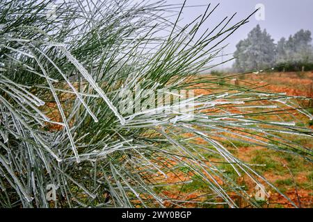 Eis und Frost bedecken einen Sträucher. Ifanes, Miranda do Douro. Trás-os-Montes, Portugal Stockfoto