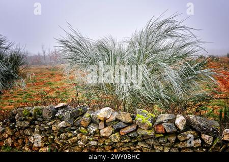 Eis und Frost bedecken einen Sträucher. Ifanes, Miranda do Douro. Trás-os-Montes, Portugal Stockfoto