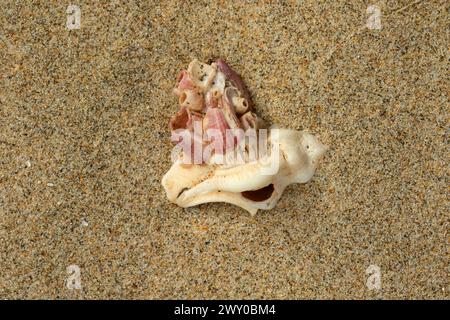 Rot gestreifte Acorn Barnacle Shell Stockfoto