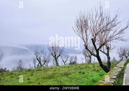 Bäume im Nebel. Miranda do Douro, Trás-os-Montes. Portugal Stockfoto