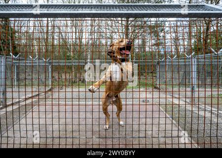 Hradec Kralove, Tschechische Republik. April 2024. Tierheim für Tiere in Hradec Kralove, Tschechische Republik, 3. April 2024. Quelle: David Tanecek/CTK Photo/Alamy Live News Stockfoto
