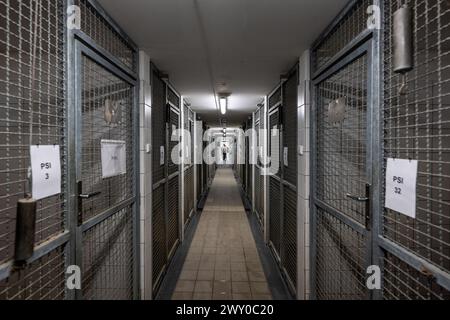 Hradec Kralove, Tschechische Republik. April 2024. Tierheim für Tiere in Hradec Kralove, Tschechische Republik, 3. April 2024. Quelle: David Tanecek/CTK Photo/Alamy Live News Stockfoto