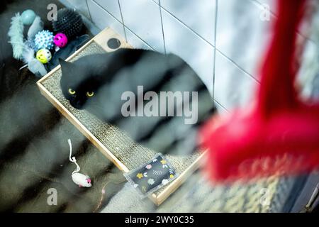 Hradec Kralove, Tschechische Republik. April 2024. Tierheim für Tiere in Hradec Kralove, Tschechische Republik, 3. April 2024. Quelle: David Tanecek/CTK Photo/Alamy Live News Stockfoto