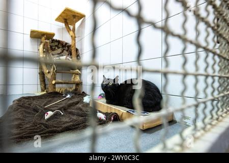 Hradec Kralove, Tschechische Republik. April 2024. Tierheim für Tiere in Hradec Kralove, Tschechische Republik, 3. April 2024. Quelle: David Tanecek/CTK Photo/Alamy Live News Stockfoto