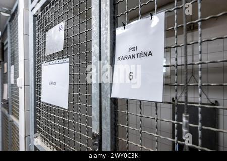 Hradec Kralove, Tschechische Republik. April 2024. Tierheim für Tiere in Hradec Kralove, Tschechische Republik, 3. April 2024. Quelle: David Tanecek/CTK Photo/Alamy Live News Stockfoto