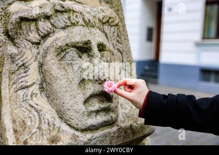 Eine Kirschblüte an der Skulptur der Trauermaske - die weltbekannte KirschbluÌˆtenpracht im Herzen der Altstadt von Bonn. Die weiterhin heranwachsenden KirschbluÌˆten bilden einen KirschbluÌˆtentunnel in der Heerstraße, den zahlreichen Besucher aus aller Welt heranzieht. HierfuÌˆr sperrt die Stadt Bonn voraussichtlich an drei Wochenenden im April die betreffenden Straßen. 02.04.2024 Bonn Altstadt NRW Deutschland *** Eine Kirschblüte auf der Skulptur der Trauermaske die weltberühmte Kirschblütenpracht im Herzen der Bonner Altstadt die Kirschblüten, die weiter wachsen, bilden eine Kirschblüte Stockfoto