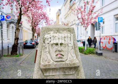 Eine Kirschblüte an der Skulptur der Trauermaske - die weltbekannte KirschbluÌˆtenpracht im Herzen der Altstadt von Bonn. Die weiterhin heranwachsenden KirschbluÌˆten bilden einen KirschbluÌˆtentunnel in der Heerstraße, den zahlreichen Besucher aus aller Welt heranzieht. HierfuÌˆr sperrt die Stadt Bonn voraussichtlich an drei Wochenenden im April die betreffenden Straßen. 02.04.2024 Bonn Altstadt NRW Deutschland *** Eine Kirschblüte auf der Skulptur der Trauermaske die weltberühmte Kirschblütenpracht im Herzen der Bonner Altstadt die Kirschblüten, die weiter wachsen, bilden eine Kirschblüte Stockfoto