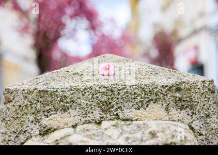 Eine Kirschblüte an der Skulptur der Trauermaske - die weltbekannte KirschbluÌˆtenpracht im Herzen der Altstadt von Bonn. Die weiterhin heranwachsenden KirschbluÌˆten bilden einen KirschbluÌˆtentunnel in der Heerstraße, den zahlreichen Besucher aus aller Welt heranzieht. HierfuÌˆr sperrt die Stadt Bonn voraussichtlich an drei Wochenenden im April die betreffenden Straßen. 02.04.2024 Bonn Altstadt NRW Deutschland *** Eine Kirschblüte auf der Skulptur der Trauermaske die weltberühmte Kirschblütenpracht im Herzen der Bonner Altstadt die Kirschblüten, die weiter wachsen, bilden eine Kirschblüte Stockfoto