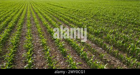 Junge Maisplantagen, die auf einem Feld aufwachsen Stockfoto