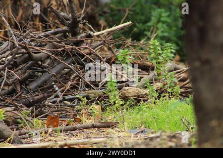 Getarnter gemeiner Chiffchaff (Phylloscopus collybita)-Vogel an Büschen. Stockfoto