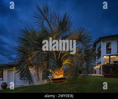 Palme (Butia odorata), beleuchtet durch ein kreisförmiges Beleuchtungssystem, das um den Stamm herum angebracht ist. Stockfoto