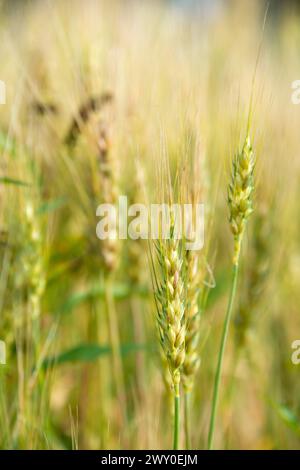 Nahaufnahme Gerste auf der Farm Stockfoto