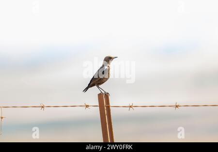 Eine südliche Ameisenratte, Myrmecocichla formicivora, die auf einem Stacheldrahtzaun in Südafrika thront. Der Vogel sitzt bequem auf dem fe Stockfoto