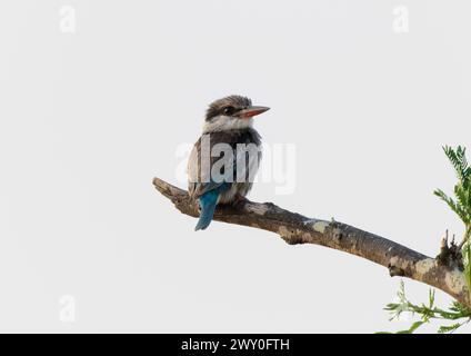 Ein gestreifter Eisvogel, Halcyon chelicuti, thront auf einem Baumzweig in Südafrika Stockfoto